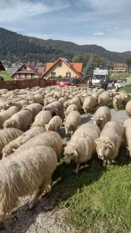 Redyk – uroczyste wyjście pasterzy ze stadami owiec na wypas na górskich halach